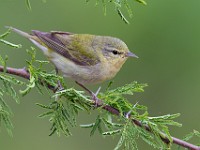 A2Z5243c  Tennessee Warbler (Oreothlypis peregrina)